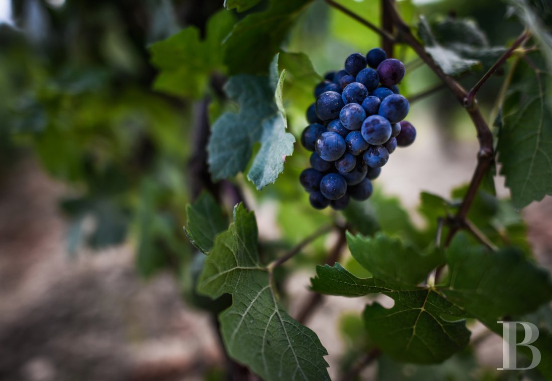 En Bourgogne, au sud de Beaune, un château affilié aux grands vignobles et à la permaculture - photo  n°19